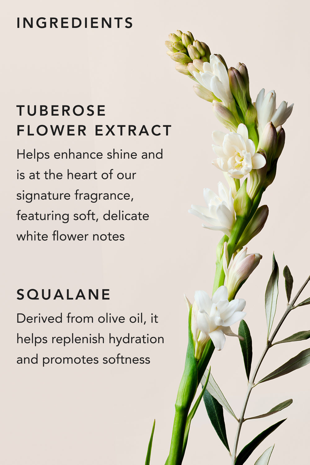 Key ingredients infographic highlighting tuberose flower extract and squalane 5